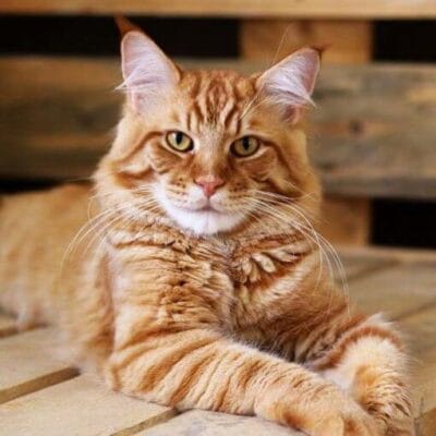 Gato da raça Maine Coon usado para superação de fobia